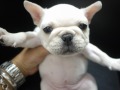 SOLD OUTフレンチブルドック　女の子