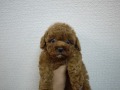 SOLD OUT　トイプードル　女の子