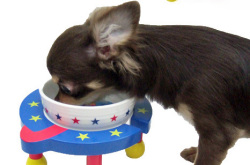 食器台ワンダープラネット超小型犬用【食器＆食器台セット】