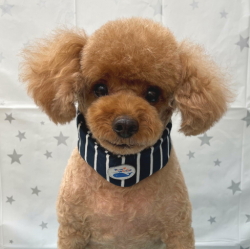 クールバンダナ