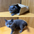 猫袋