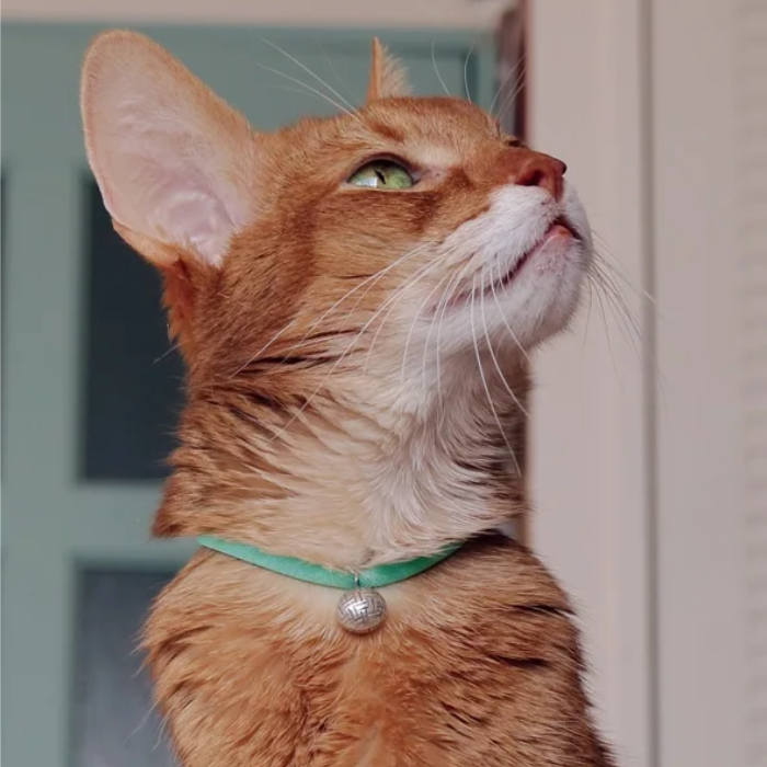 猫のカボション☆6個 z56 ブルー/ネコ/動物/ボタン 猫のカボション☆6個 z56 ブルー/ネコ/動物/ボタン チャーム