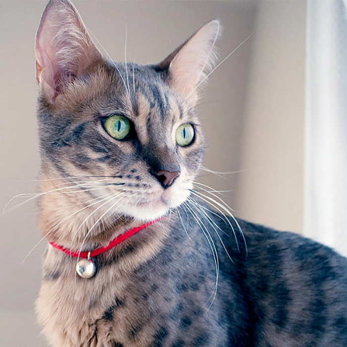 necono　Karen - silver bell