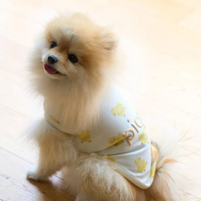 gelato pique ひよこ柄プルオーバー Pets-first ONLINESTORE gelato pique ひよこ柄プルオーバー Pets-first ONLINESTORE