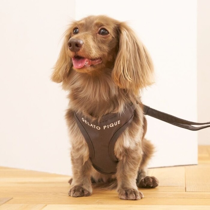 gelato pique　背中あきハーネス/チャコール