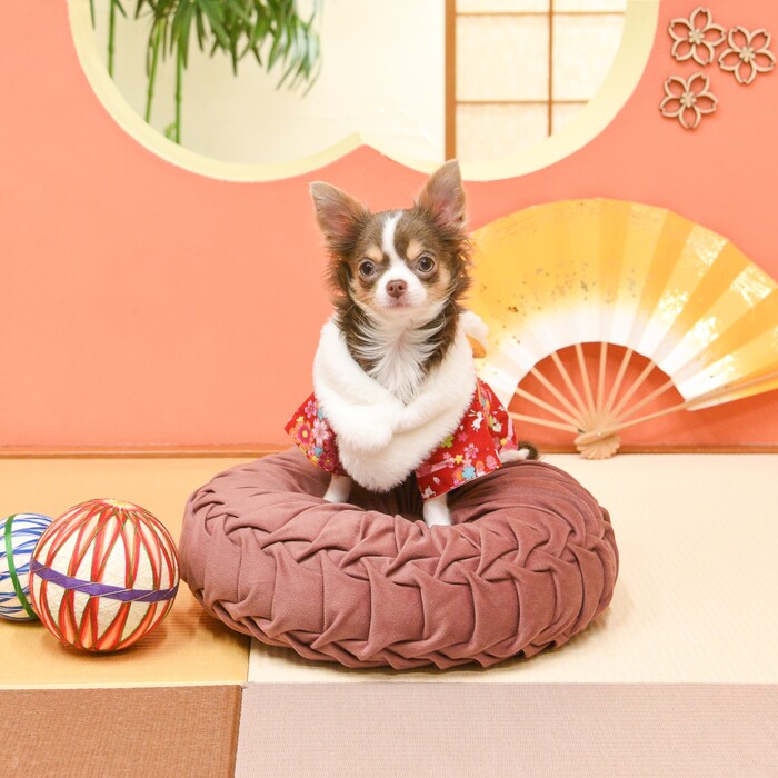 うさぎ晴れ着(レッド)