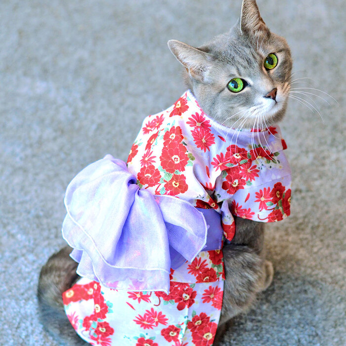 【IDOG&ICAT】 華やか大輪帯浴衣