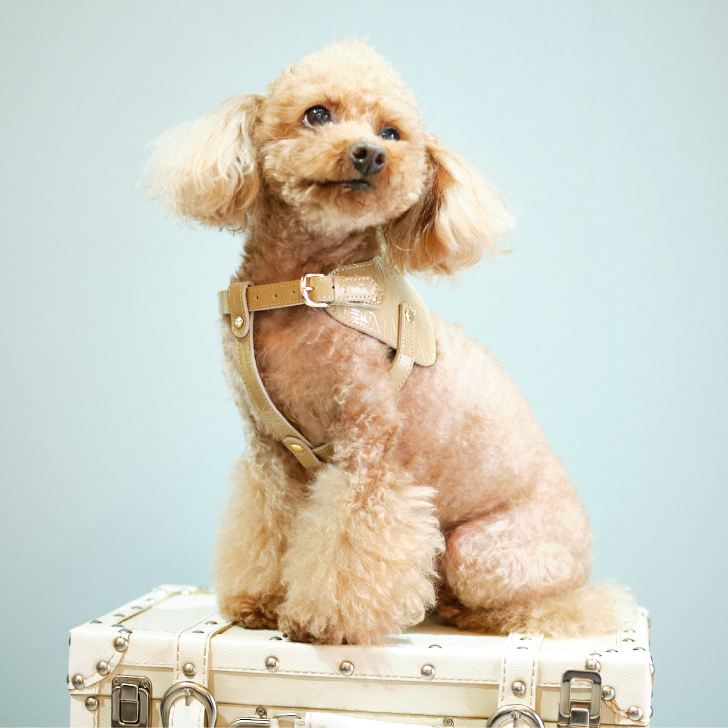 Noｗ＆Ｆountain　ボディベルト Bタイプ ジュエリーエンボス