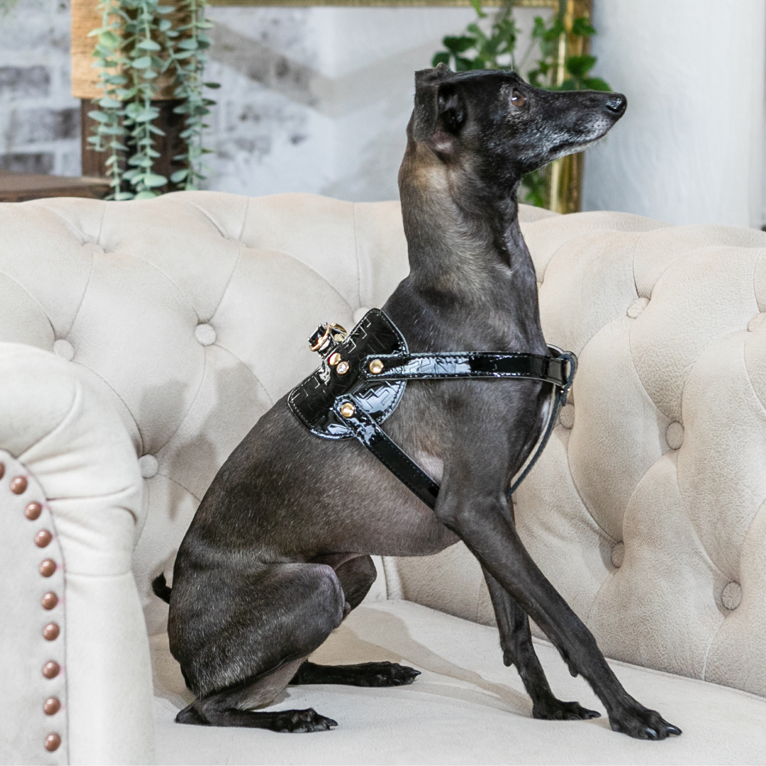 Noｗ＆Ｆountain　ボディベルト Cタイプ ジュエリーエンボス