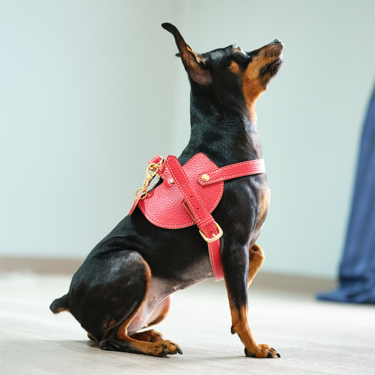 Now＆Fountain ボディベルト Cタイプ ナチュラルスキン Pets-first