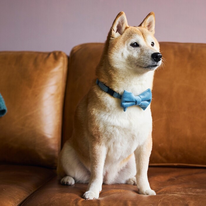 マンダリンブラザーズ　BOW TIE