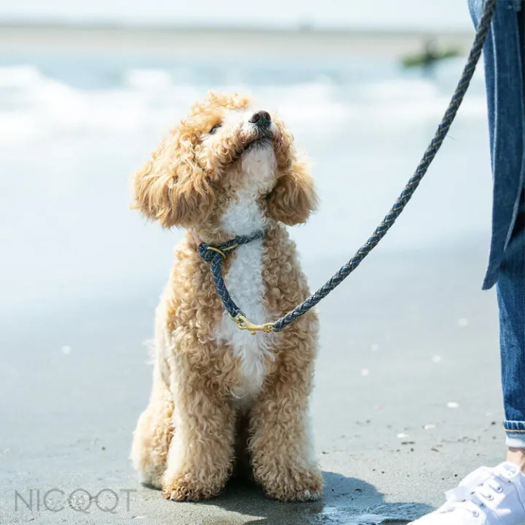 NICQQT