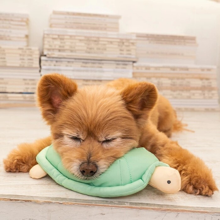 Solgra（ソルグラ） アクアリウム クールピロー Pets-first ONLINESTORE