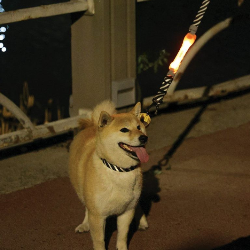 【M-PETS】FLASH LED BAND（リード用LEDバンド）