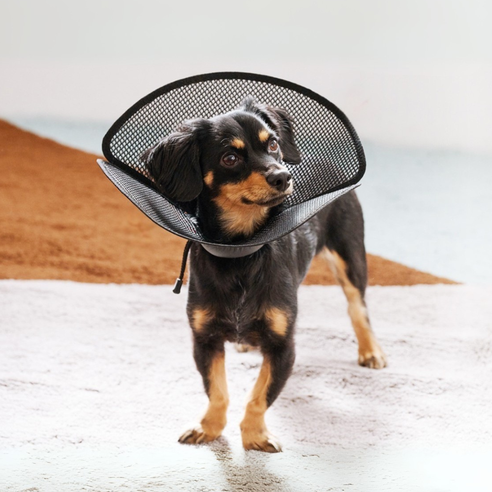 anifull】アニサポ ちょっとだけだカラー Pets-first ONLINESTORE