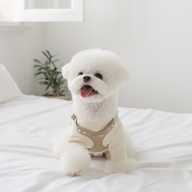 BYBONG DELIGHT HARNESS(ベージュ)