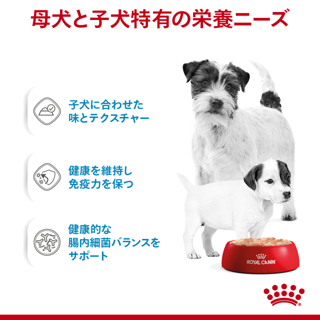  CANIN スタータームース 12×3セット CANIN スタータームース 12×3セット スターター ムース マザー