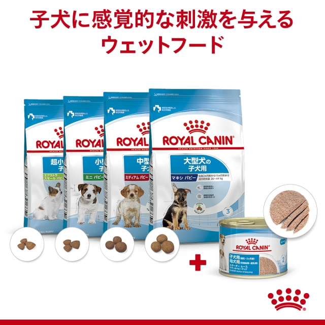 RCスタータームース