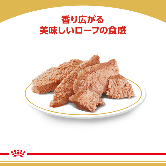 RCチワワウェット