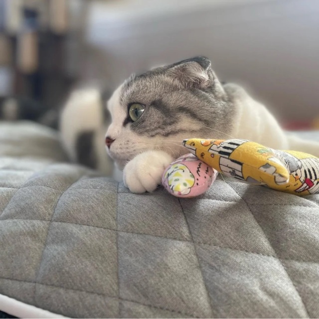 アンビエントラウンジ】ベッド取替カバーS Pets-first ONLINESTORE