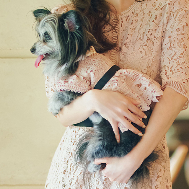 CELFORD DOG&CAT】レースワンピース Pets-first ONLINESTORE