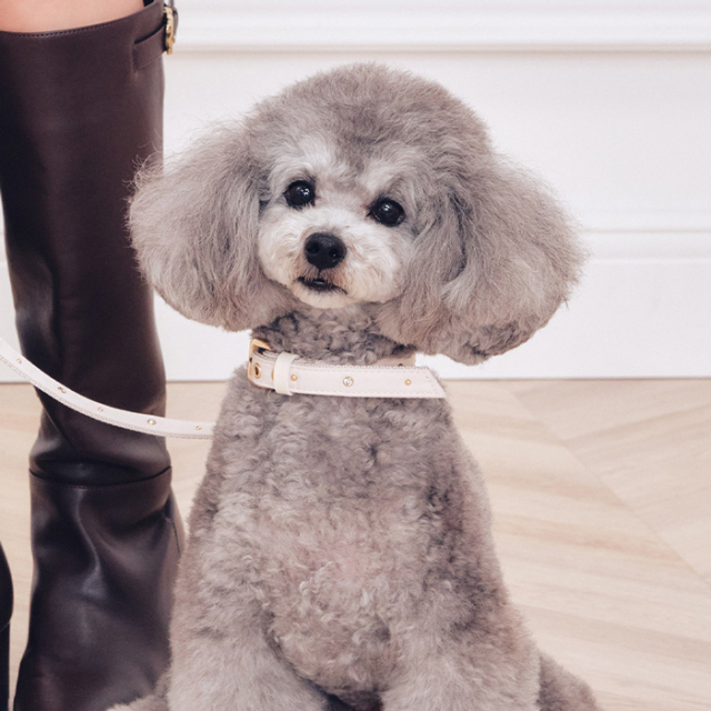 【CELFORD　DOG&CAT】【リュタン】ビジュースタッズ小型犬首輪