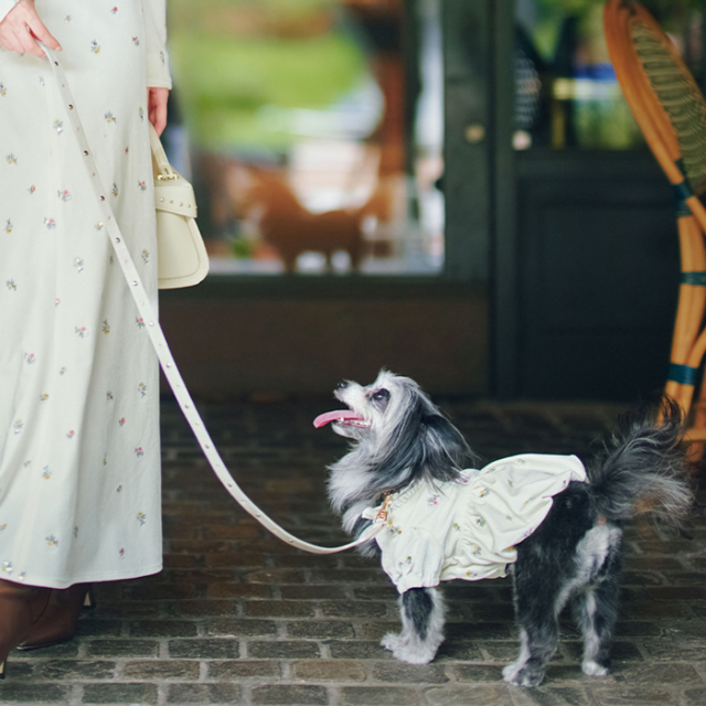 【CELFORD　DOG&CAT】【リュタン】ビジュースタッズリード