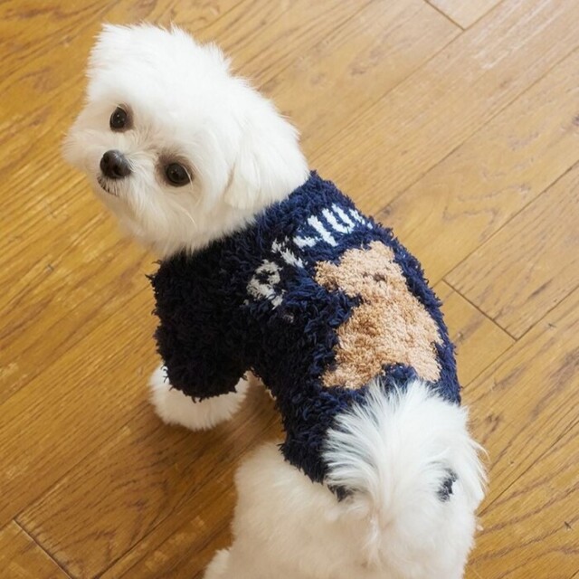 gelato pique ジェラートスノーベアジャガードプルオーバー Pets-first