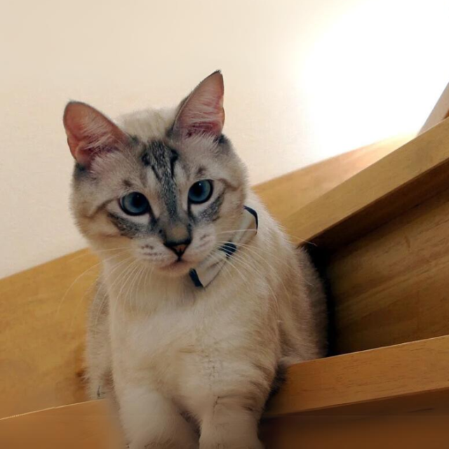 ダブルリボン(グレー)わんちゃん猫ちゃん用首輪 ダブルリボン(グレー)わんちゃん猫ちゃん用首輪