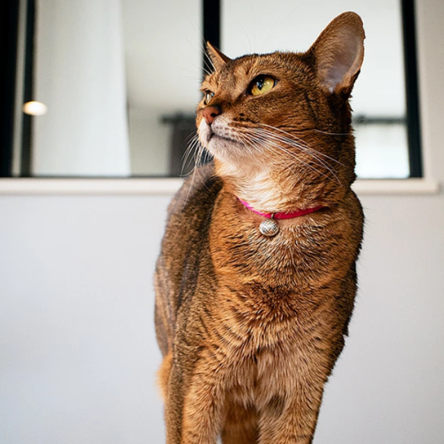 necono　ルーチェ　ベル　ラタンボール