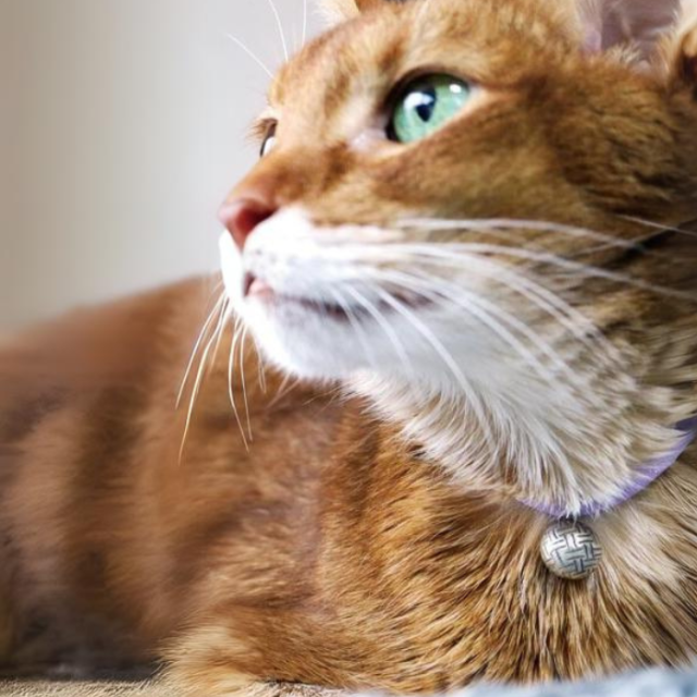 necono】猫の首輪 ルーチェ ベル ラタンボール Pets-first ONLINESTORE