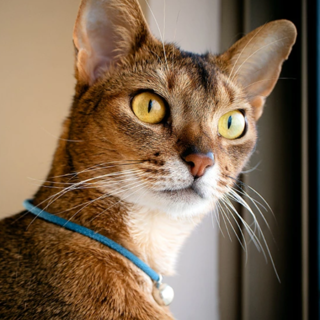 necono　Karen - silver bell