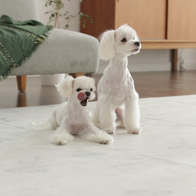 dfang ペットプレイマット 【厚さ5mm 幅140cm】 マーブル Pets-first