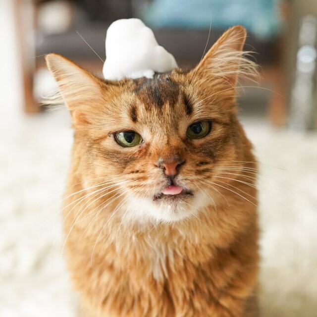 LENEEM(レニーム) ドライシャンプー 150ml Pets-first ONLINESTORE