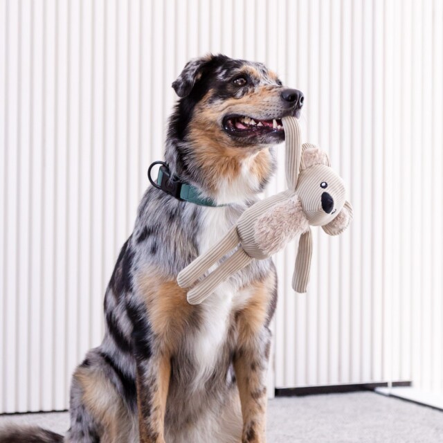 Fuzzyard LIFE コーデュロイトイ【5種】 Pets-first ONLINESTORE
