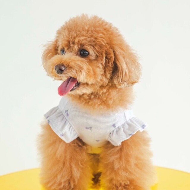 gelato pique 小花柄COOLプルオーバー Pets-first ONLINESTORE