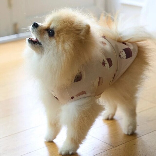 gelato pique カップケーキ柄プルオーバー Pets-first ONLINESTORE