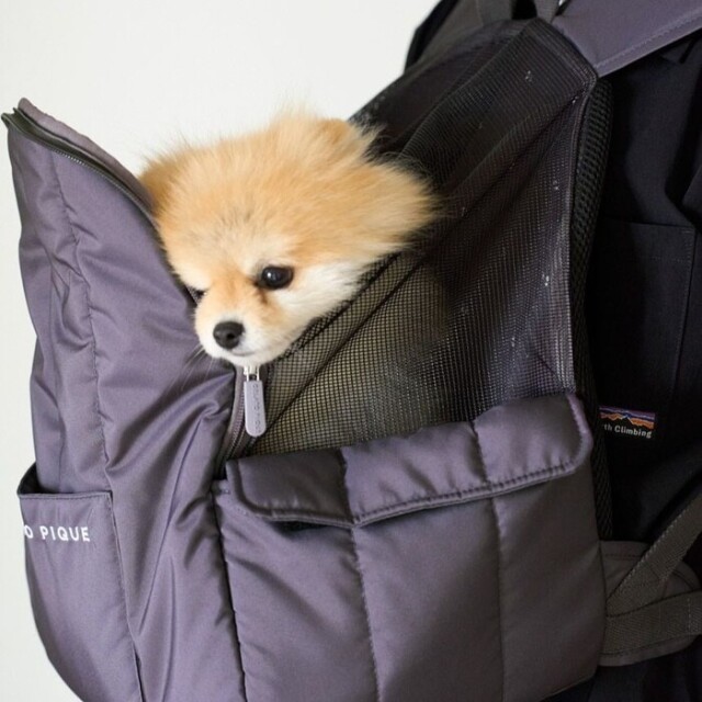 gelato pique リュックキャリー チャコールグレー Pets-first ONLINESTORE