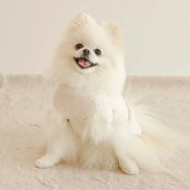 gelato pique ベビモコアニマルジャガードプルオーバー Pets-first