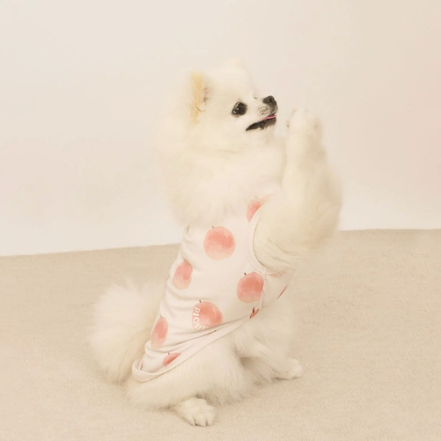 【新品未使用】gelate pique ポメラニアンプルオーバー gelato pique 犬 服 「CAT＆DOG」「販路限定商品