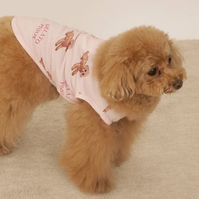 gelato pique 【接触冷感】サマートイプードル柄プルオーバー Pets