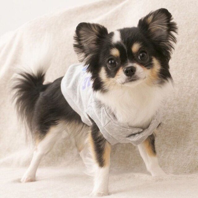 gelato pique スポーティーベア裏毛プルオーバー Pets-first ONLINESTORE