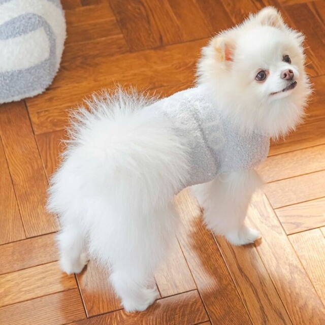 gelato pique　ベビモコネップdogプルオーバー