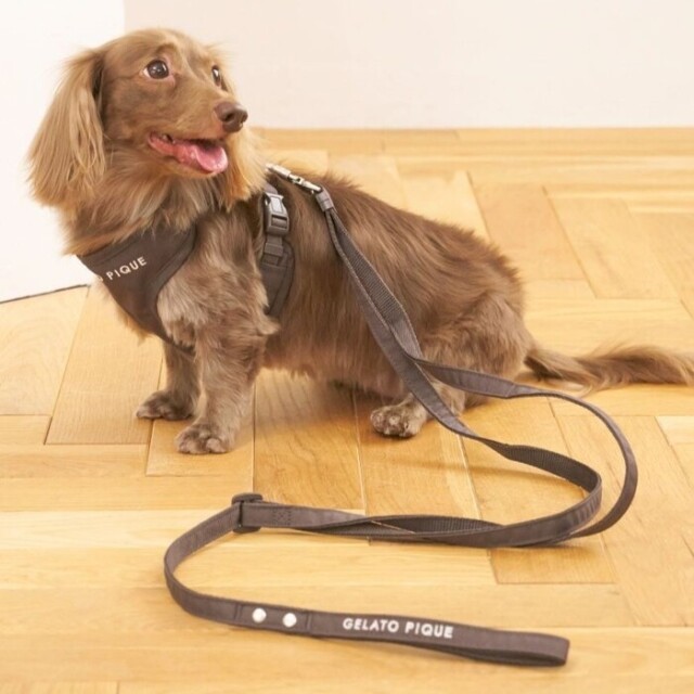 gelato pique リード Pets-first ONLINESTORE