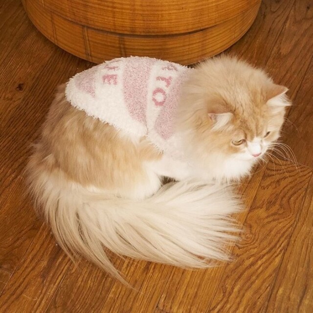 gelato pique ジェラートメランジ2ボーダープルオーバー Pets-first