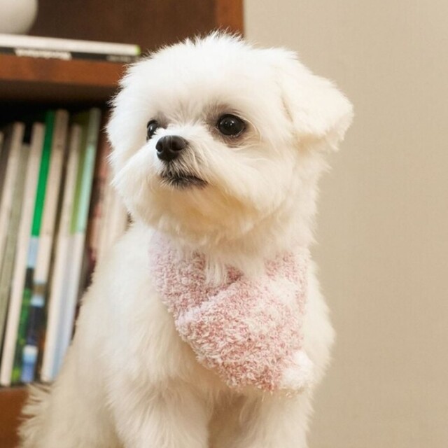 gelato pique　ジェラートメランジマフラー