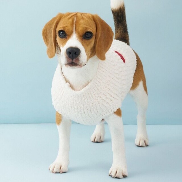 gelato pique ベビモコベアサガラ刺繍プルオーバー Pets-first ONLINESTORE