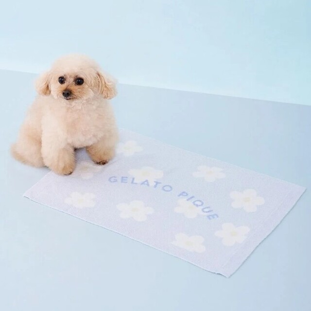 gelato pique スムーズィーフラワージャガードブランケット Pets-first