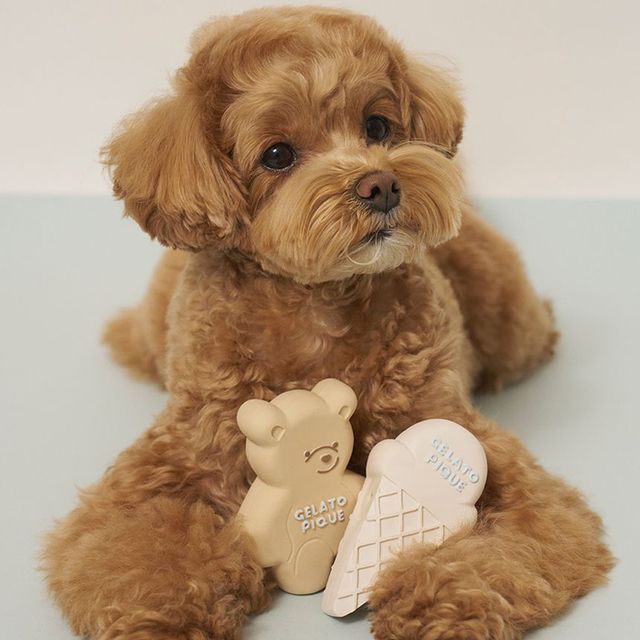 ロイヤルカナン ミニステアライズド（成犬時体重予測10kg以下推奨）2kg