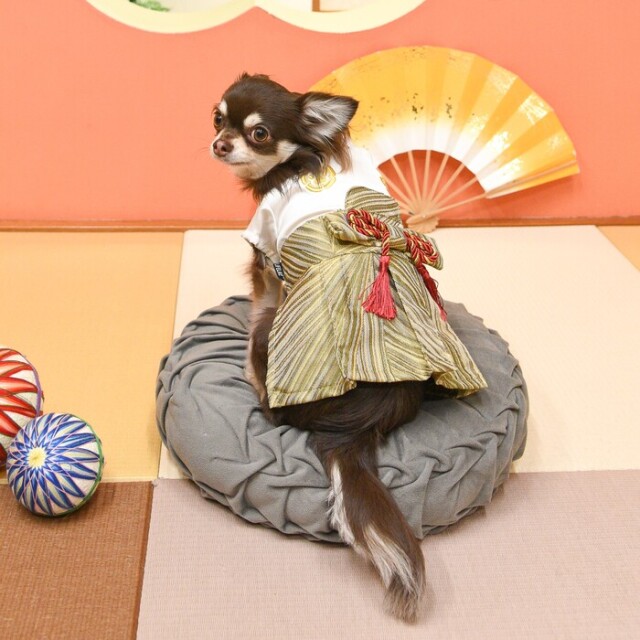 ご来光袴(ゴールド)